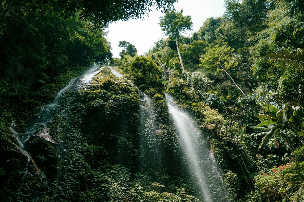 Une cascade tombe au cœur d’une épaisse forêt tropicale